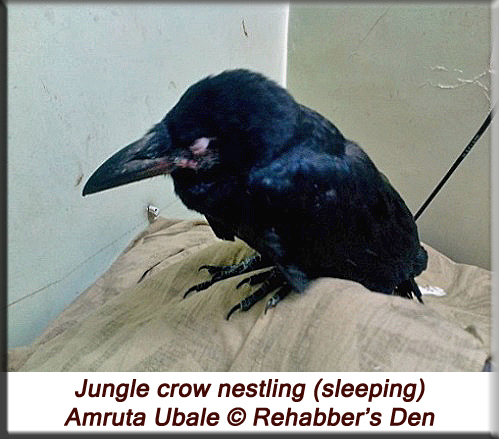 Jungle crow nestling (sleeping)