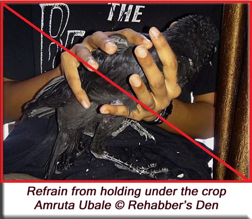 Handling young crows - Refrain from holding under the crop 1