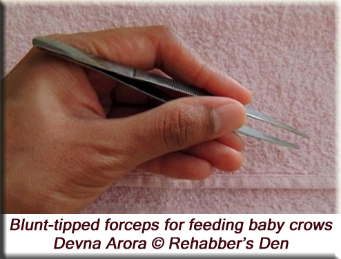 Blunt-tipped forceps for feeding baby birds