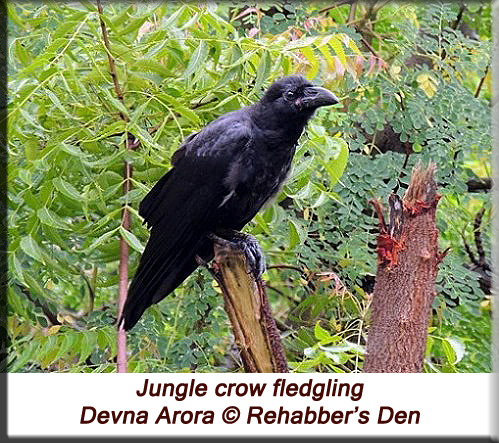 Jungle crow fledgling