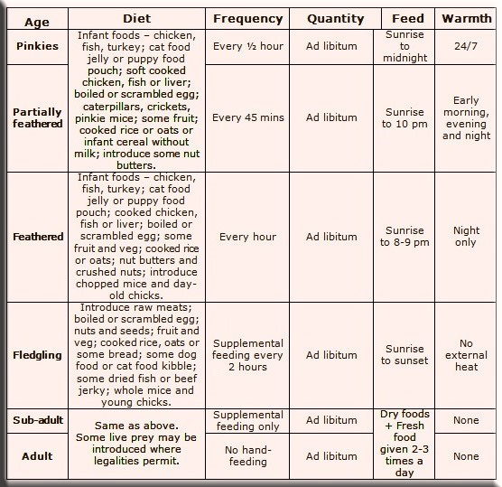 Hand-rearing corvids - summary of care