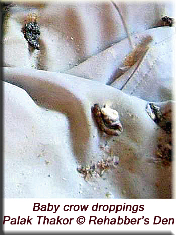 Baby crow droppings