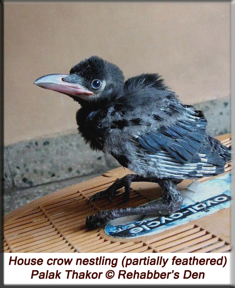 House crow nestling (partially feathered)