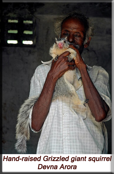Devna Arora - Hand-raised Grizzled Giant Squirrel
