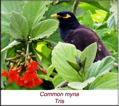 Tris - Common myna