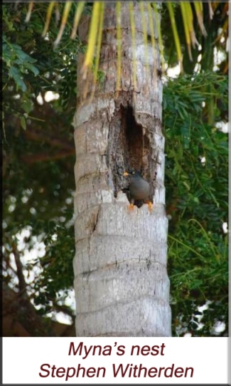 Stephen Witherden - Myna nest