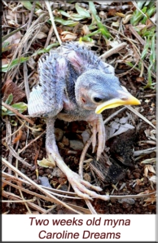  Caroline Dreams - Two week old myna