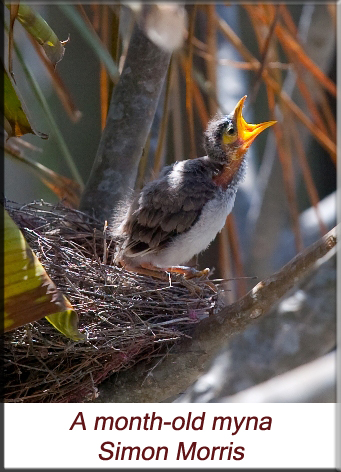 Simon Morris - Baby myna