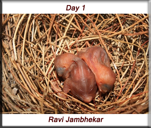 Red-whiskered bulbul - Day 1