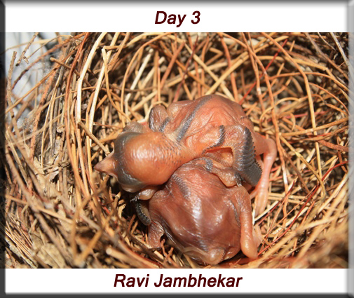 Red-whiskered bulbul - Day 3