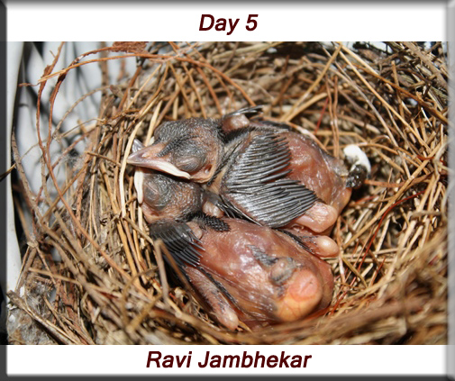 Red-whiskered bulbul - Day 5