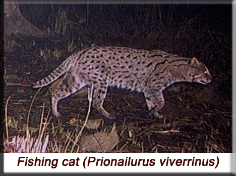 Leopard cat