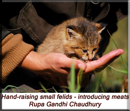 Hand-raising small felids - Introducing meats