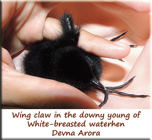Devna Arora - Wing Claws in White-breasted waterhen young
