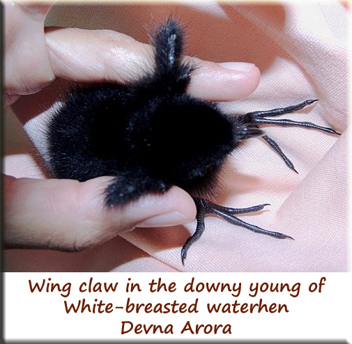 Devna Arora - Wing Claws in White-breasted waterhen young